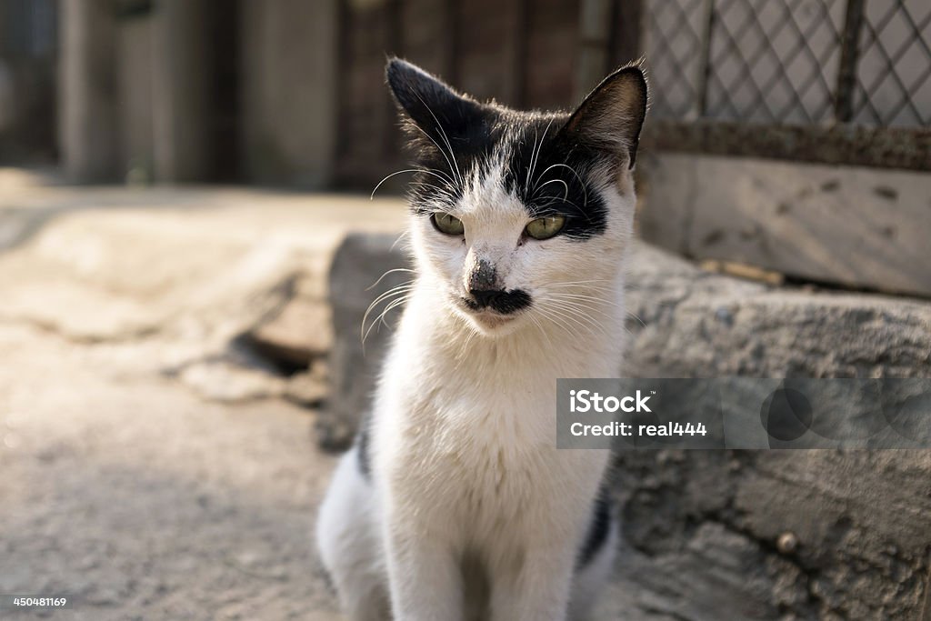 Gato bonito - Foto de stock de Animal royalty-free
