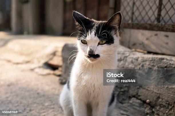 Foto de Gato Bonito e mais fotos de stock de Animal - Animal, Animal de estimação, Animal doméstico