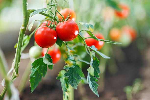 pomodoro serra naturale - tomato vegetable greenhouse vegetable garden foto e immagini stock