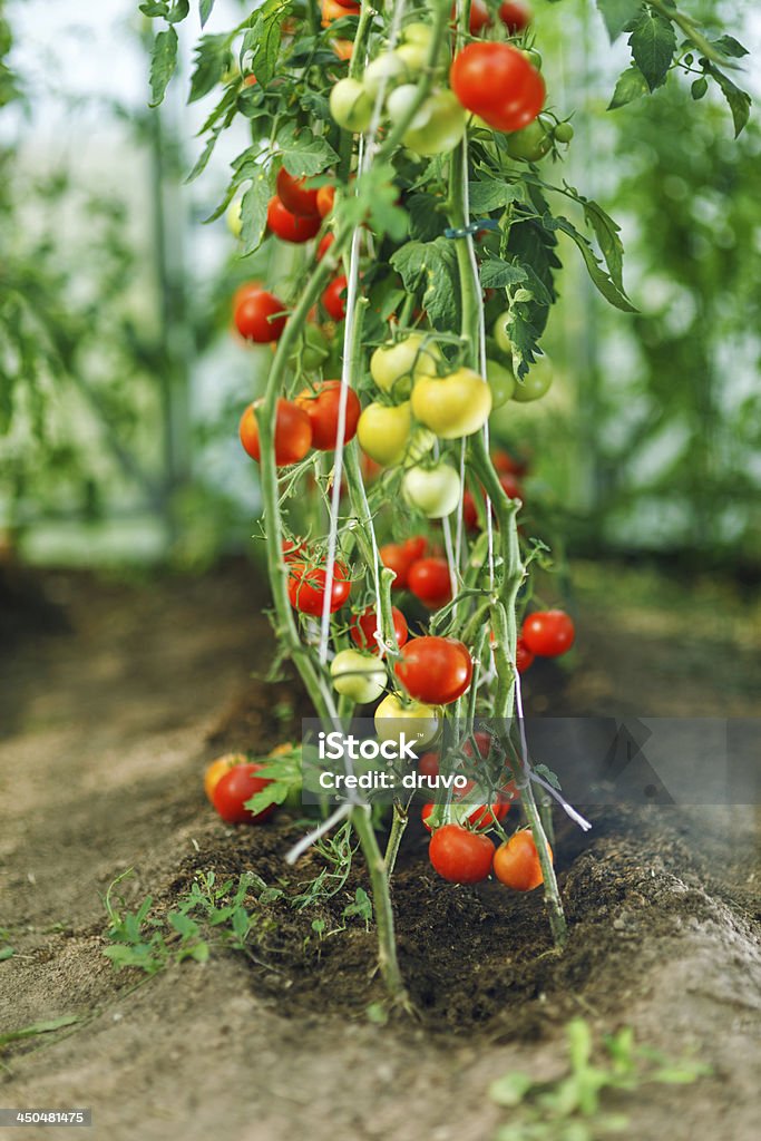 Pomodoro serra naturale - Foto stock royalty-free di Acerbo