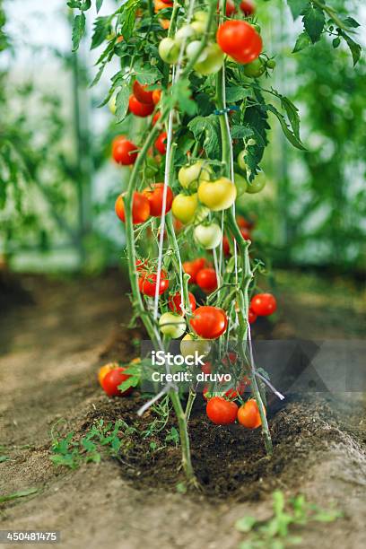 자연스럽다 토마토색 온실 0명에 대한 스톡 사진 및 기타 이미지 - 0명, 건강한 식생활, 계절