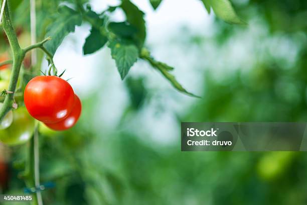 Pomodoro Serra Naturale - Fotografie stock e altre immagini di Acerbo - Acerbo, Agricoltura, Alimentazione sana