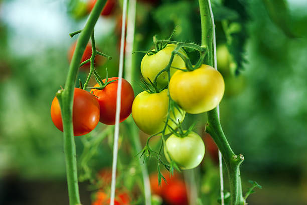 istock Natural tomato greenhouse 450481519