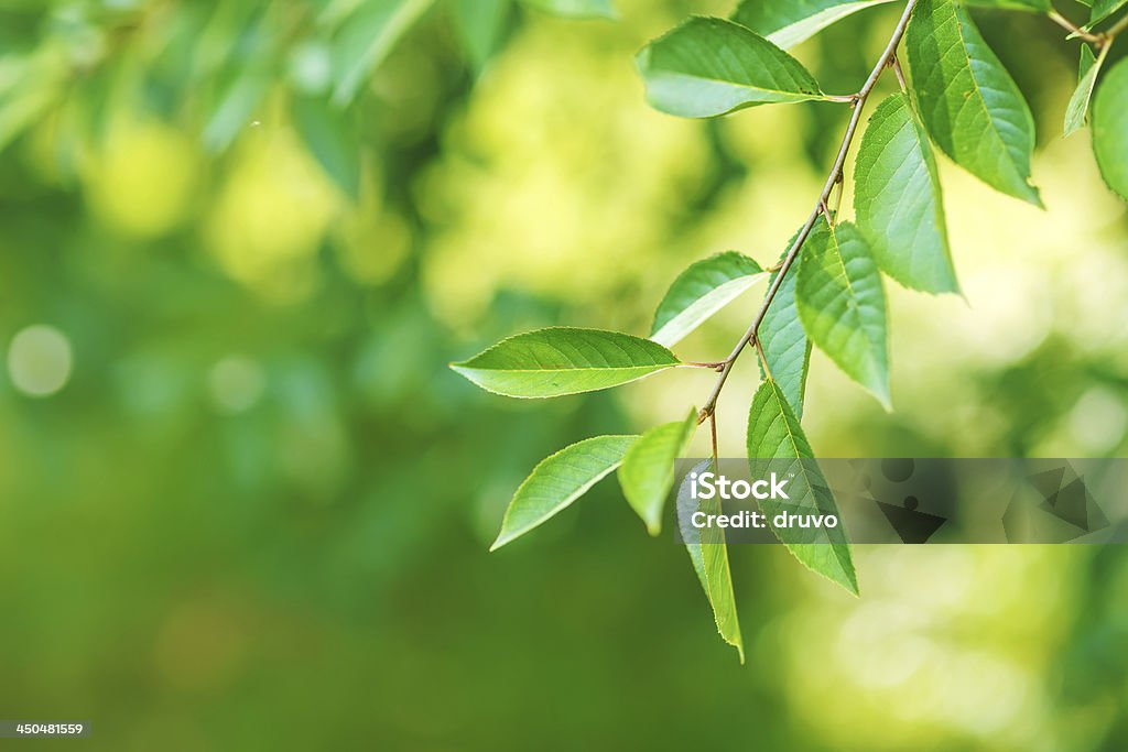 Close-up di fresco verde leafs - Foto stock royalty-free di Colore verde