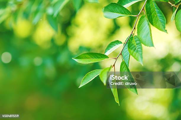 Closeup Di Fresco Verde Leafs - Fotografie stock e altre immagini di Colore verde - Colore verde, Foglia, Albero