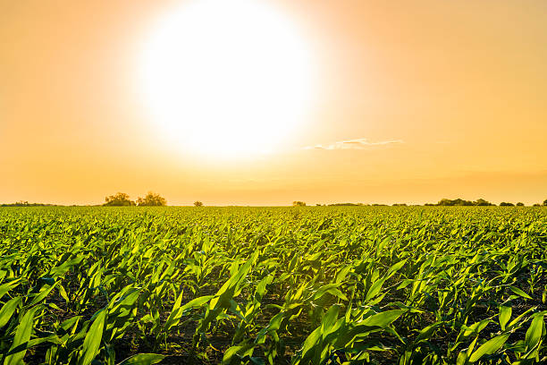 corn cultivo de sol, amanecer dorado hazy mañana, new braunfels, texas - morning cereal plant fog corn crop fotografías e imágenes de stock
