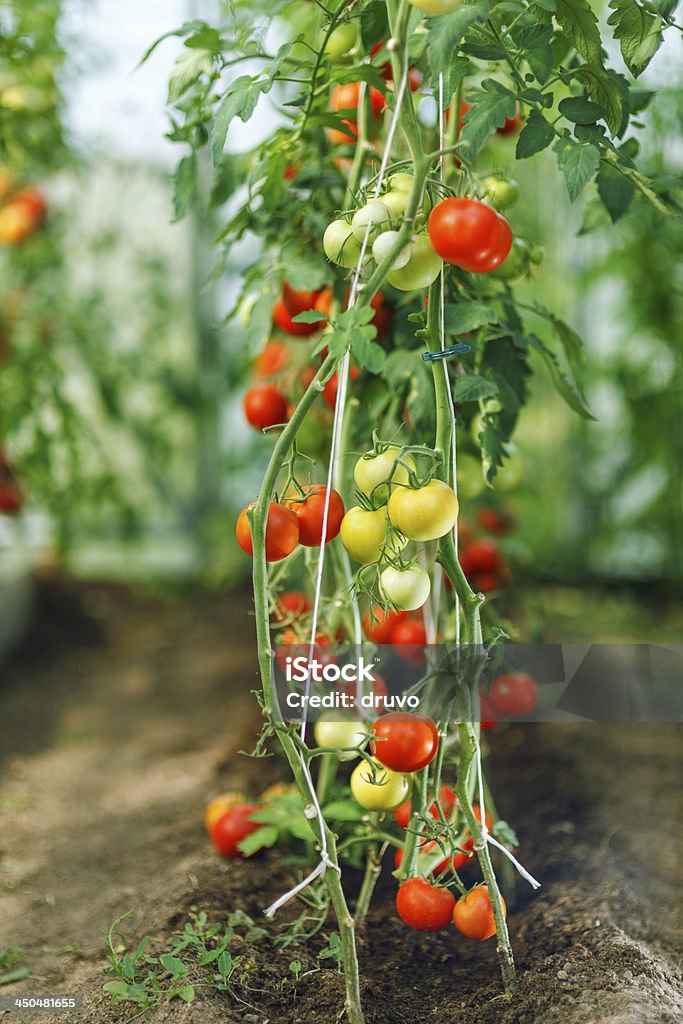 自然のトマトの温室 - みずみずしいのロイヤリティフリーストックフォト