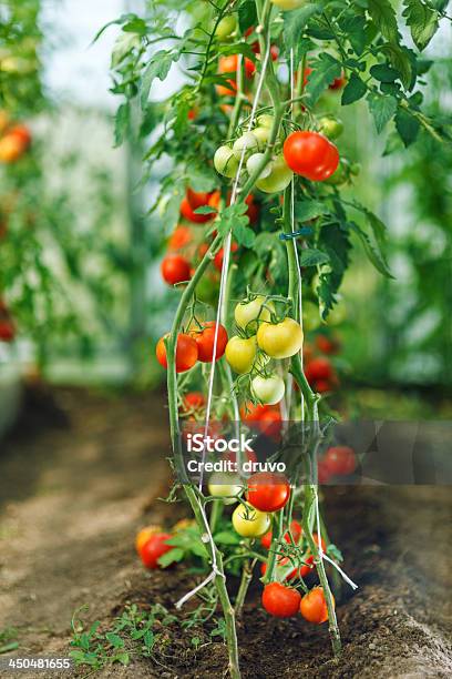 Naturalne Pomidor Szklarni - zdjęcia stockowe i więcej obrazów Bez ludzi - Bez ludzi, Czerwony, Czysty