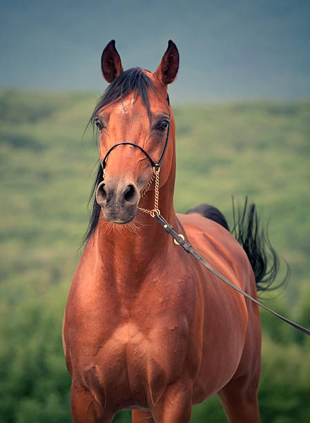 istock Beautiful bay arabian stallion in the cloudy day 450481935