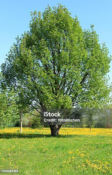 Eiche Im Frühling Stockfoto und mehr Bilder von Eiche - Eiche, Ast - Pflanzenbestandteil, Baum
