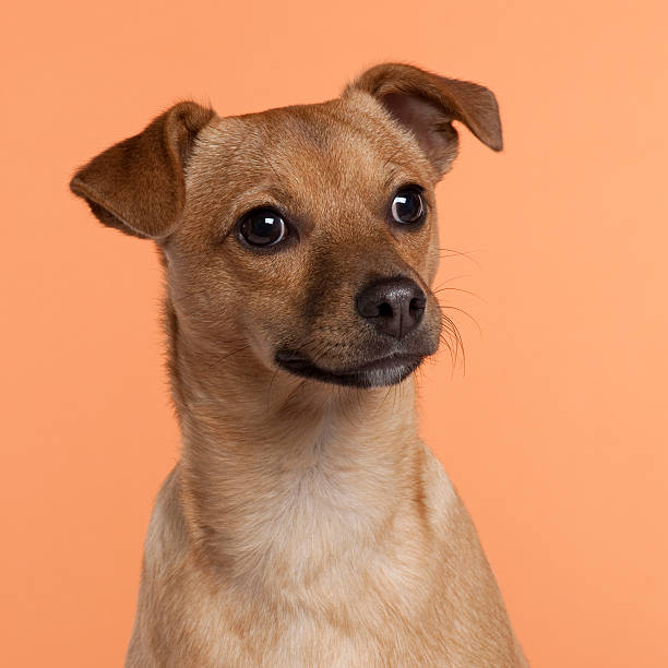 istock Close-up of Mixed-breed dog, 7 months old 450482235