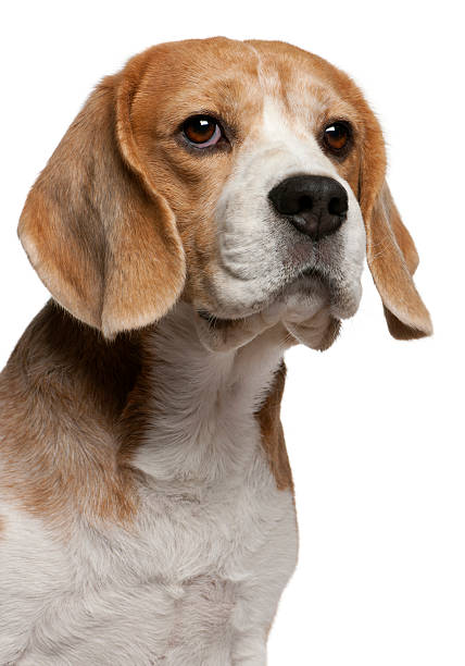 istock Close-up of Beagle, 8 years old 450482245