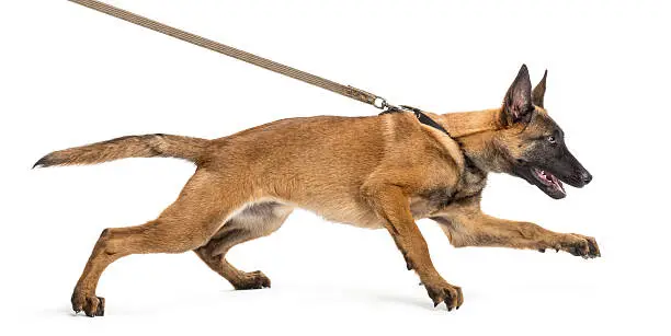 Photo of Belgian Shepherd leashed, trying to run against white background