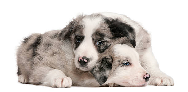 istock Blue Merle Border Collie puppies, 6 weeks old 450482751