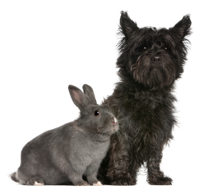 Cairn Terrier, 4 years old, and a rabbit, 1 year old, sitting in front of white background
