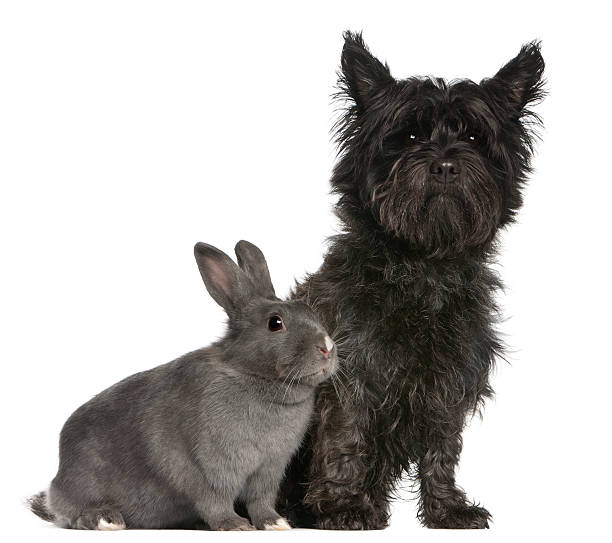 Cairn Terrier, 4 years old, and a rabbit Cairn Terrier, 4 years old, and a rabbit, 1 year old, sitting in front of white background cairn terrier stock pictures, royalty-free photos & images