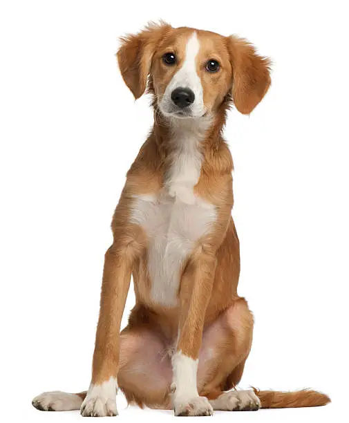 Mixed-breed puppy, 4 months old, sitting in front of white background