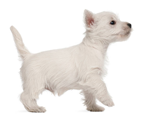 istock West Highland Terrier puppy, 7 weeks old 450485299