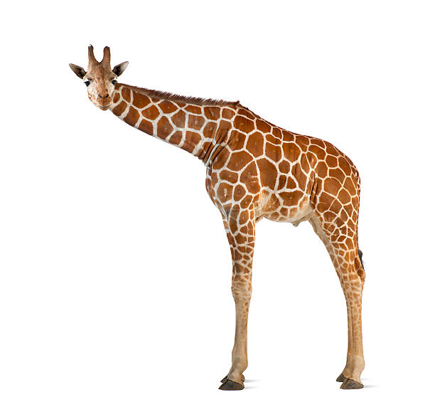 istock commonly known as Reticulated Giraffe, Giraffa camelopardalis 450485567