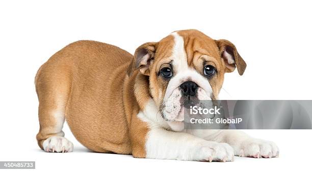 English Bulldog Puppy Lying And Facing 2 Months Old Isolated Stock Photo - Download Image Now