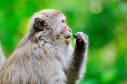 A eatting food monkey.