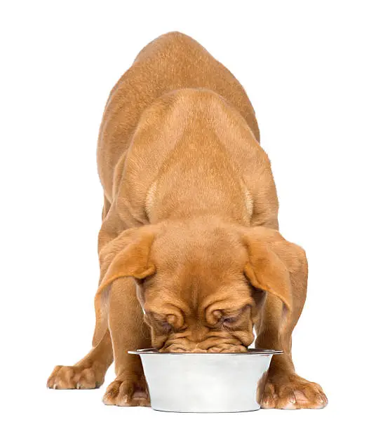 Dogue de Bordeaux Puppy facing and eating from a metallic dog bowl, 4 months old, isolated on white