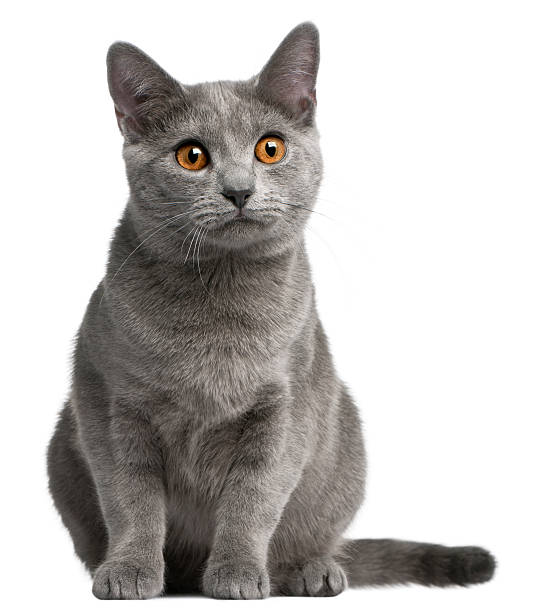 chartreux kitten, 5 months old, in front of white background - 傳教士藍貓 個照片及圖片檔
