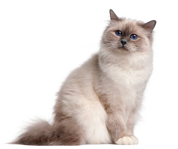 Birman cat, 9 months old Birman cat, 9 months old, in front of white background birman photos stock pictures, royalty-free photos & images