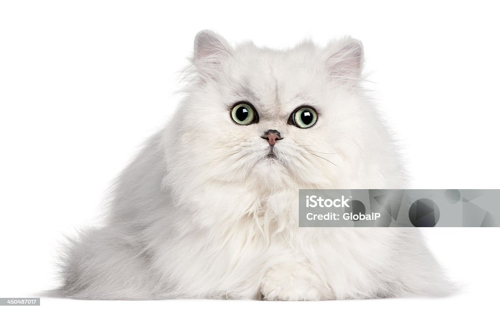 Persian cat, 2 years old, in front of white background Domestic Cat Stock Photo