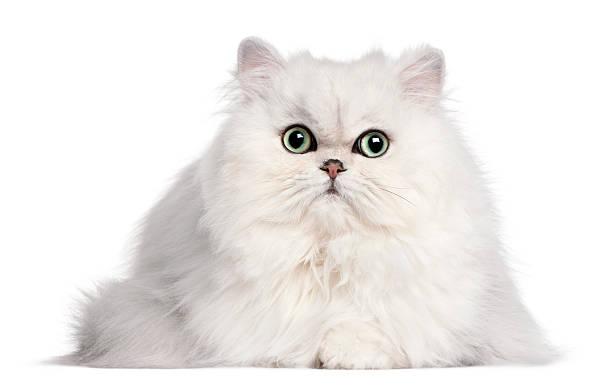 Persian cat, 2 years old, in front of white background Persian cat, 2 years old, in front of white background green eyes photos stock pictures, royalty-free photos & images