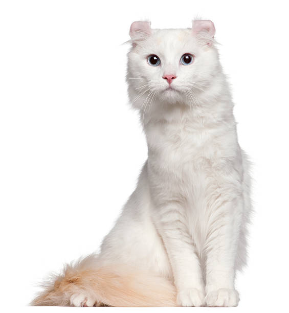 istock American Curl cat, 1 and a half years old 450487049