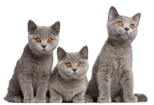 British Shorthair kittens, 3 months old, sitting in front of white background