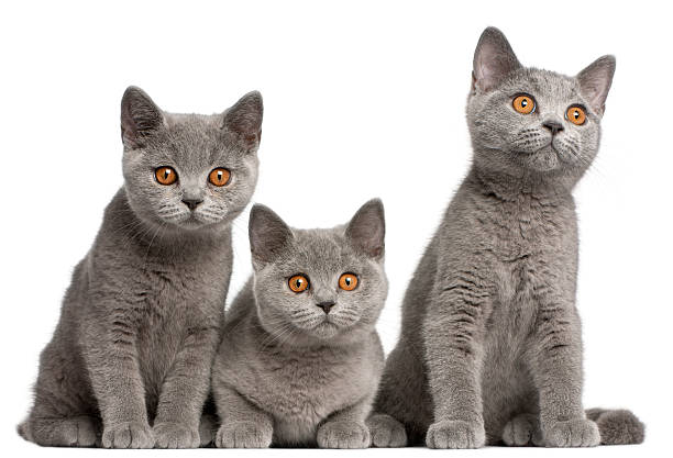 British Shorthair kittens, 3 months old British Shorthair kittens, 3 months old, sitting in front of white background small group of animals stock pictures, royalty-free photos & images