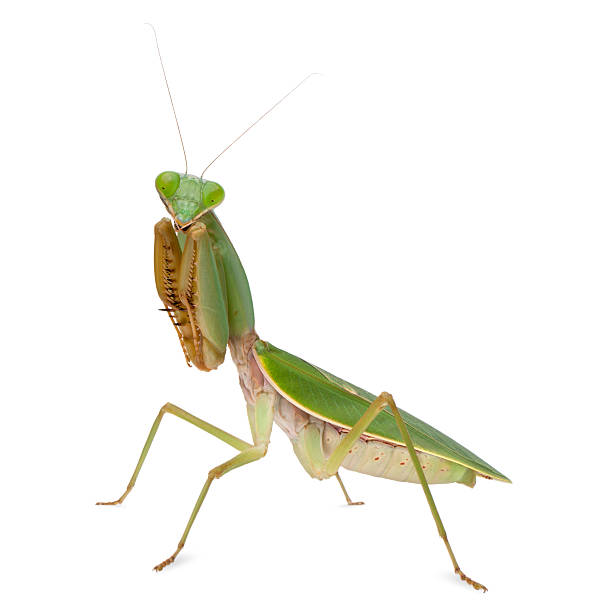 istock Female Praying Mantis, Rhombodera Basalis 450487089