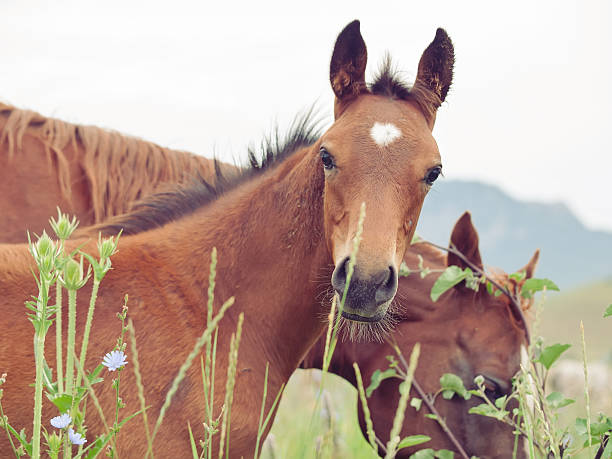 istock arabian foal with mom in the meadow 450487597