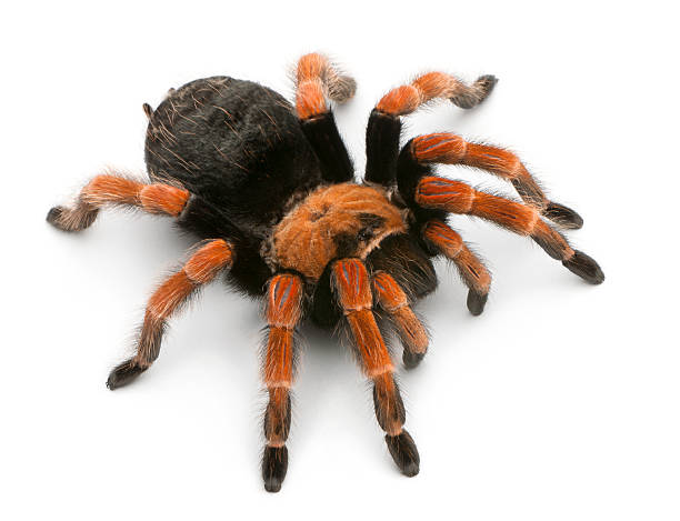 istock Tarantula spider, Brachypelma Boehmei 450487651