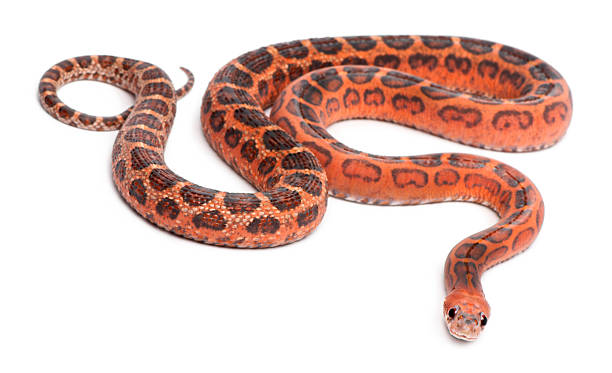 istock Scaleless Corn Snake, Pantherophis Guttatus 450487673