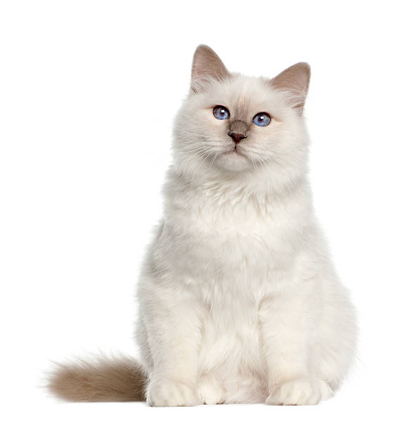 istock Portrait of Birman cat, 6 months old 450496451