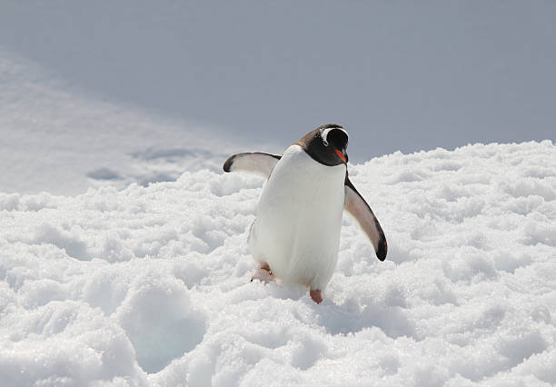 istock Gentoo Penguin in Antarctica 450497975