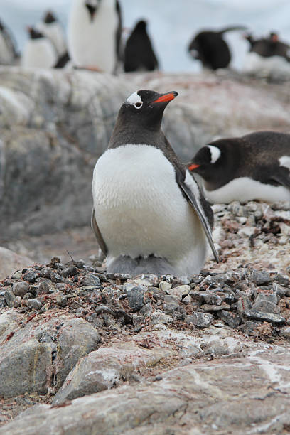 istock Gentoo Penguin in Antarctica 450501565