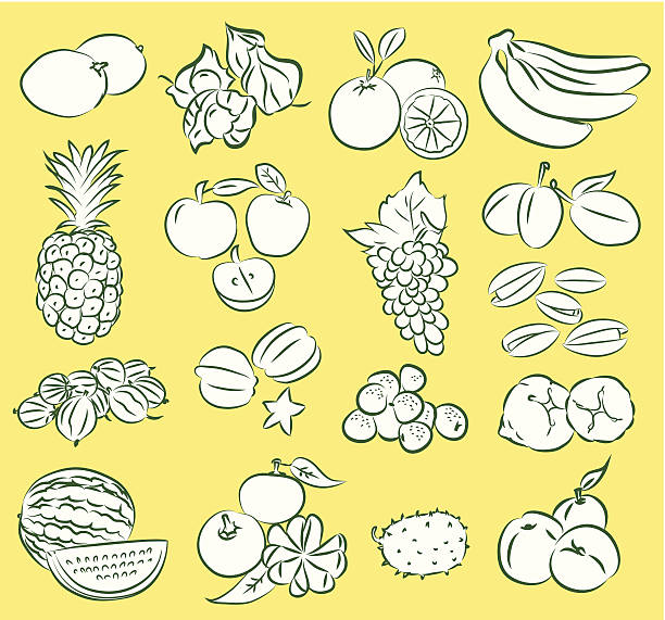 ilustrações de stock, clip art, desenhos animados e ícones de frutos - freshness food serving size kiwi