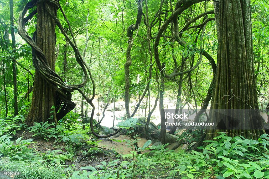 gree forêt - Photo de Forêt libre de droits