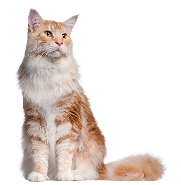 istock Maine Coon cat, 14 months old 450501937