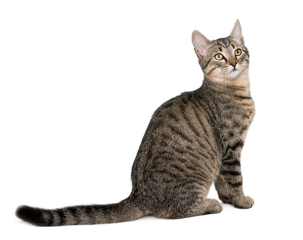 istock Mixed-breed cat, Felis catus, 6 months old 450501951