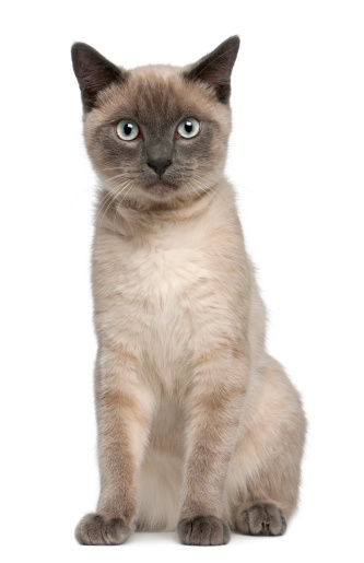 Adorable chocolate point siamese cat looking up at something while sitting at home
