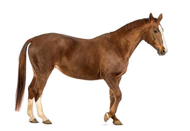 istock Side view of a Horse walking 450502023