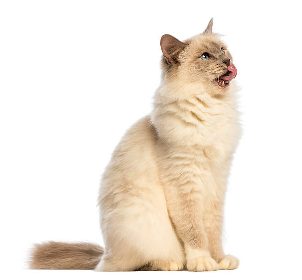 Birman sitting, looking up and licking against white background
