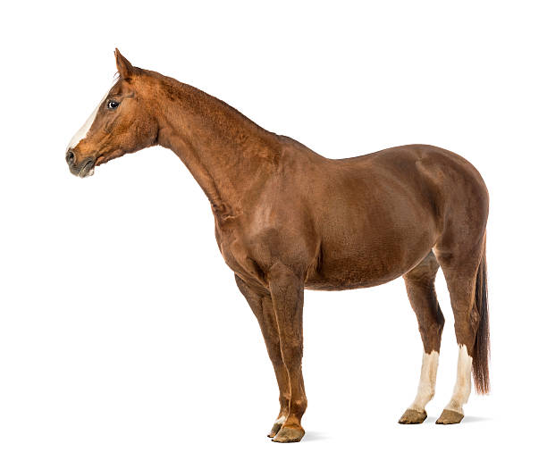 istock Horse in front of white background 450502041