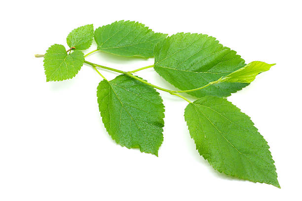 istock mulberry leaves isolated on white background 450502405