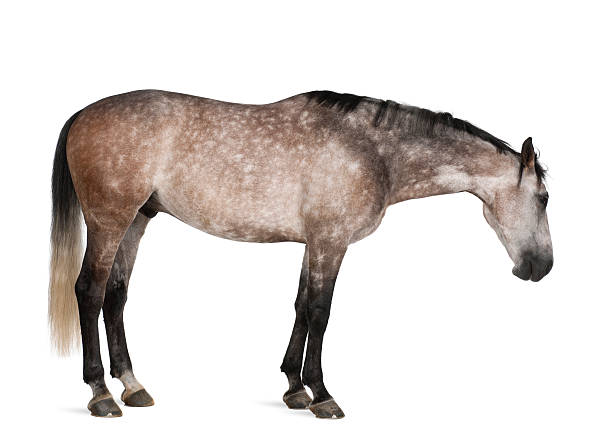 istock Belgian Warmblood horse, 6 years old 450502767